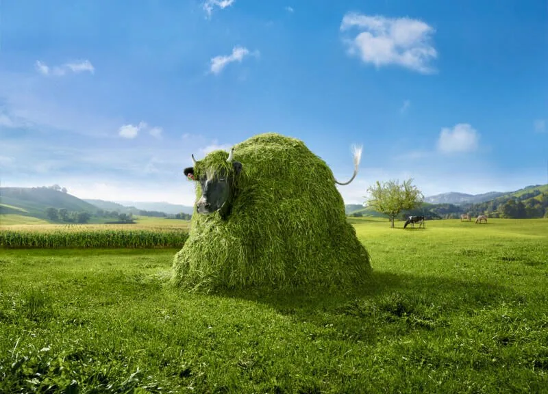 smp_swissmilk_lovely_grashaufen Die Werbe-Kuh-Lovely versteckt sich in einem Grashaufen-