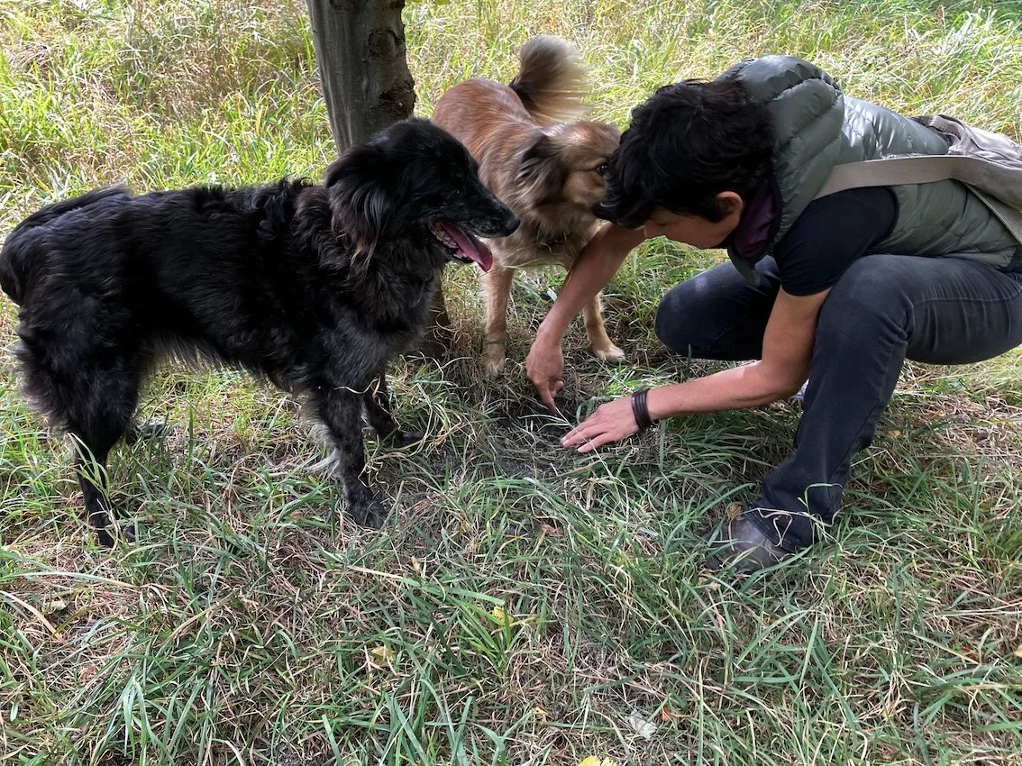 OS_40_A_Trueffel_Hunde Mit den Hunden Indy und Tara auf Trüffelsuche