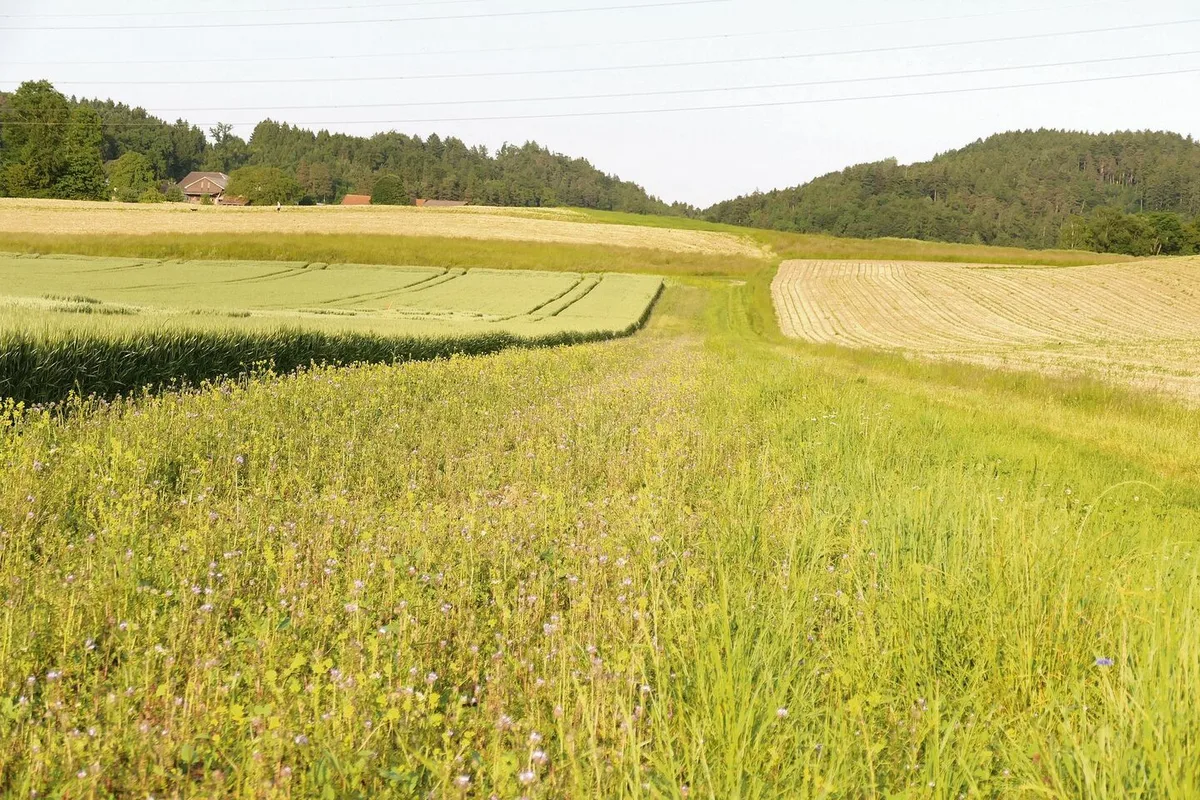 fe0dabd9eb8b70ac593b1c8619b51625e681330679085520f52404a9c2929b41 Dieser Nützlingsstreifen wurde Anfang April gesät. Nebenan wächst Winterweizen.