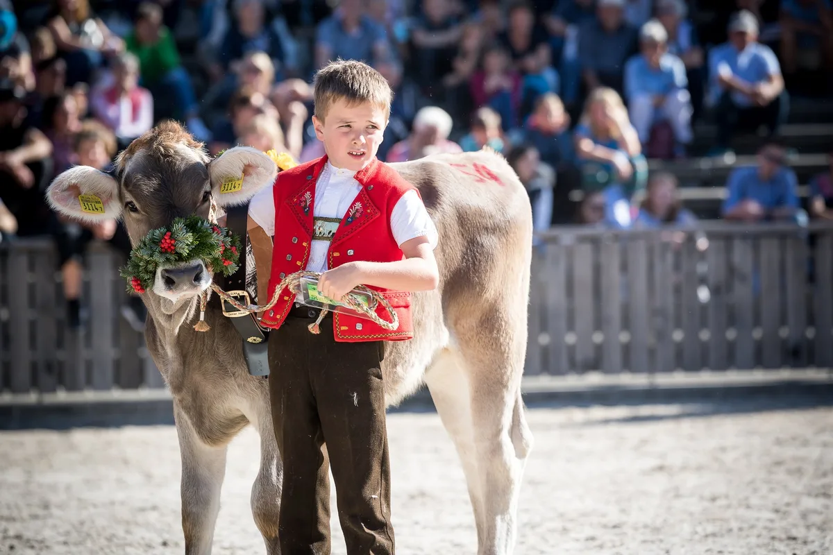 b0df2c9e4ac3f817ded0e83585dbdda546eb0011 Auch die Kleinen haben ihren grossen Auftritt: Am Sonntag, 13. Oktober, stellen die 8- bis 12-Jährigen ein Kalb aus dem Stall ihrer Eltern vor. (Bild Michael Huwiler)