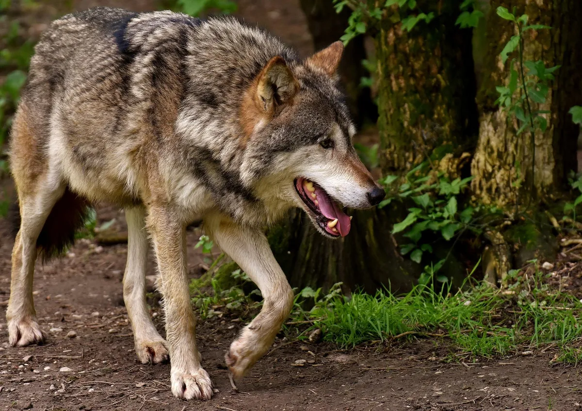 Naturschutzorganisationen befürworten Wolfabschuss im Kanton Graubünden