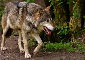 Auch Naturschutzorganisationen sehen Handlungsbedarf uns unterstützen den Abschuss von Wölfen des Beverin-Rudels im Graubünden.