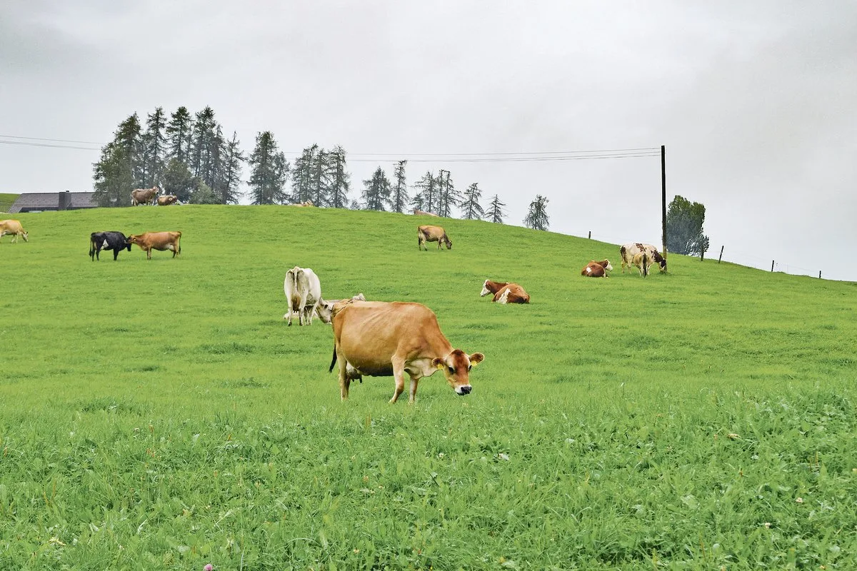 1c7a1f88f56256e9b8e92b3ed53b8d4990bfec90 Steiners setzen bei der Eigenremontierung auf Weiderassen wie Norwegisches Rotvieh und neuseeländische Jersey. Ein eher ungewohntes Bild im Appenzellerland, wo traditionell Braunvieh gehalten wird. (Bilder Stefanie Giger)
