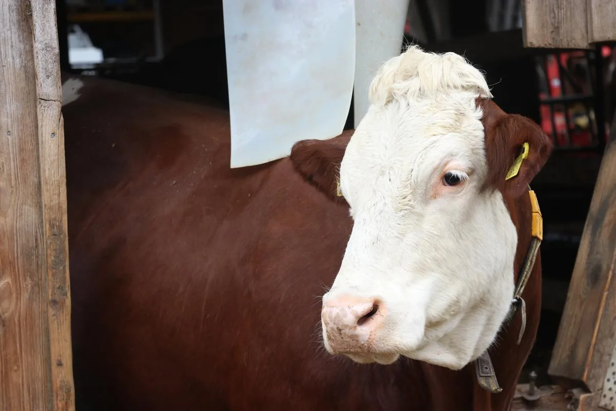 a999b8f6e66453bb36f302bcfebd0bedcce6eff9 Die Tierbestände in der Schweiz könnten bald kleiner werden. (Bild Ruth Aerni)