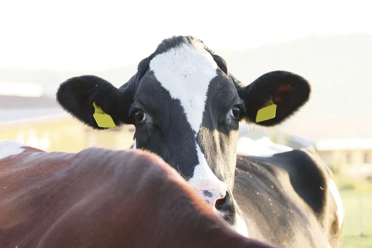 Holstein Switzerland ist dabei, ihre Daten in die Qualitas-Datenbank zu integrieren. «Keine einfache Sache», wie Direktor Michel Geinoz einräumt.
