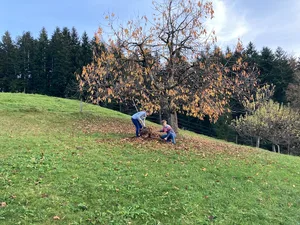 Manche Arbeit geht gemeinsam leichter von der Hand: Autorin Esther Gasser (r.) und ihre Schwiegermutter beim Laubzusammenrechen. (Bild zVg/Esther Gasser)