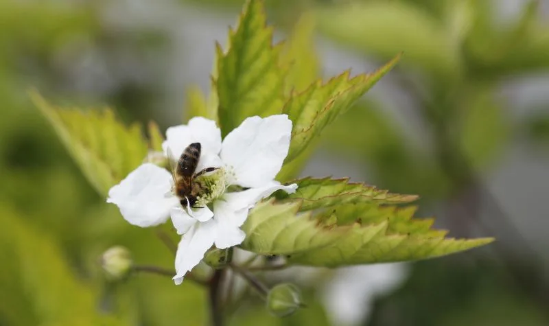 Wie bleiben Bienen gesund? (Bild lid)
