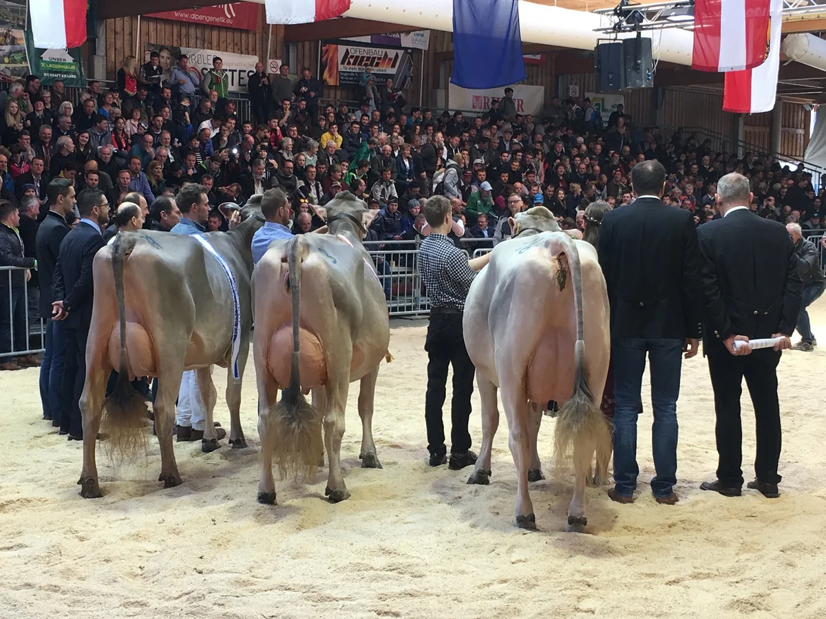 Dreifachsieg bei den jungen Kühen für Töchter von Schweizer Stieren: Vizechampion Blooming Titanic, Champion Blooming Mona und Ehrenerwähnung Jongleur Jaqueline (von links nach rechts). (Bild zVg)