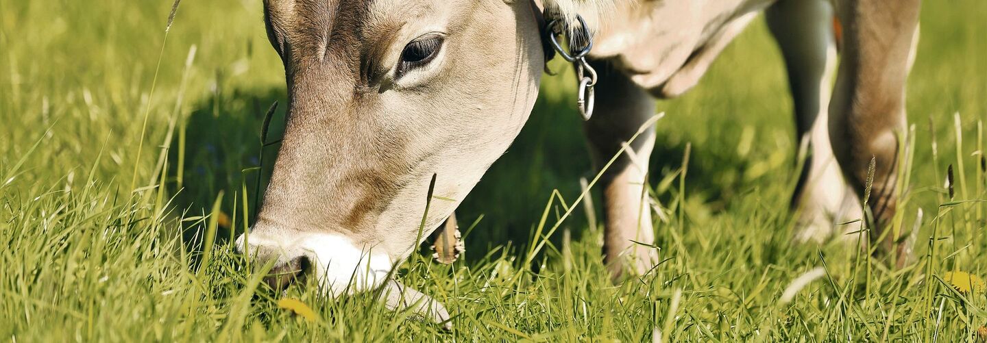 Hochwertiges Grundfutter wie bestes Weidegras ist für die Wiederkäuerfütterung auf Biobetrieben entscheidend, da die Ergänzungsfütterung eingeschränkt und kostenintensiv ist.