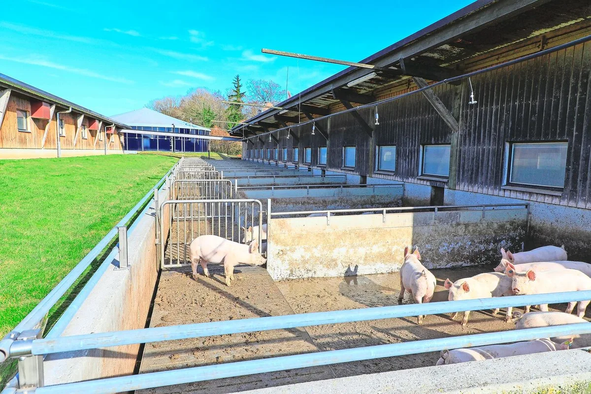 6e939b070c0b7636cbfb57b881b0e24da0123f0e5a37583829b16c006822360b Berieselungsanlage im Auslauf: IP-Suisse-Schweine brauchen bald Abkühlung.