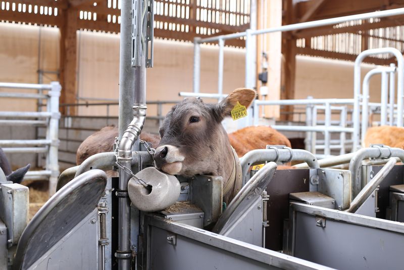Gesündere Kälber dank Projekt «KGD-Tränker»