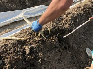 Wer landwirtschaftliche Mitarbeitende beschäftigt, stellt diese nach dem Normalarbeitsvertrag an. Dieser soll im Kanton Bern überarbeitet werden. Eine entsprechende Motion wurde eingereicht.