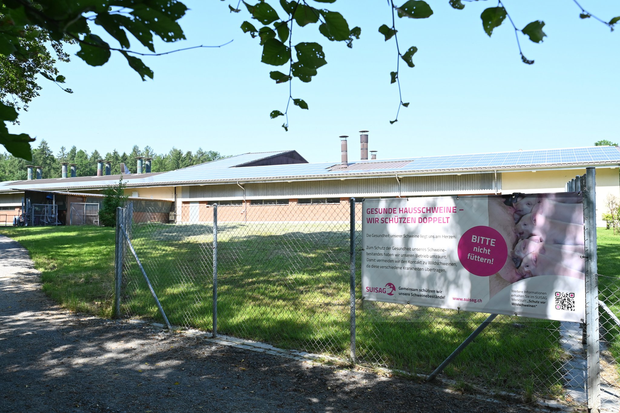 Rund um einen Schweinestall ist ein Zaun erreichtet. Ein Plakat am Zaun weist darauf hin, dass die Schweine nicht gefüttert werden sollten.