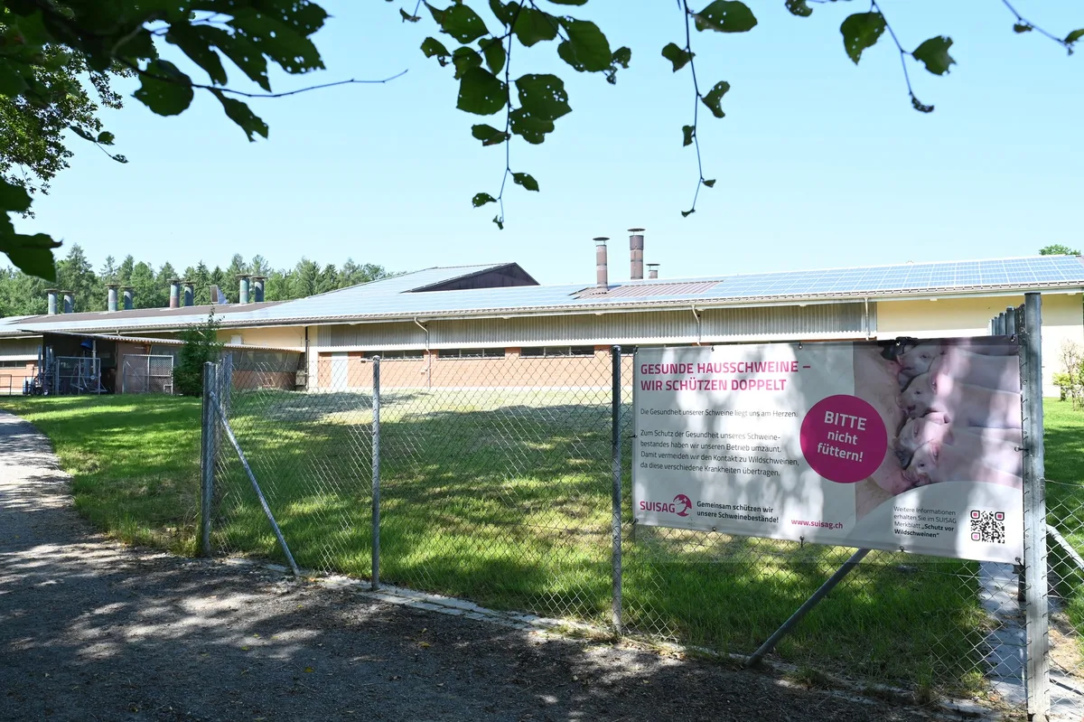 Schutzzaun-ASP-Schweine Rund um einen Schweinestall ist ein Zaun erreichtet. Ein Plakat am Zaun weist darauf hin, dass die Schweine nicht gefüttert werden sollten.