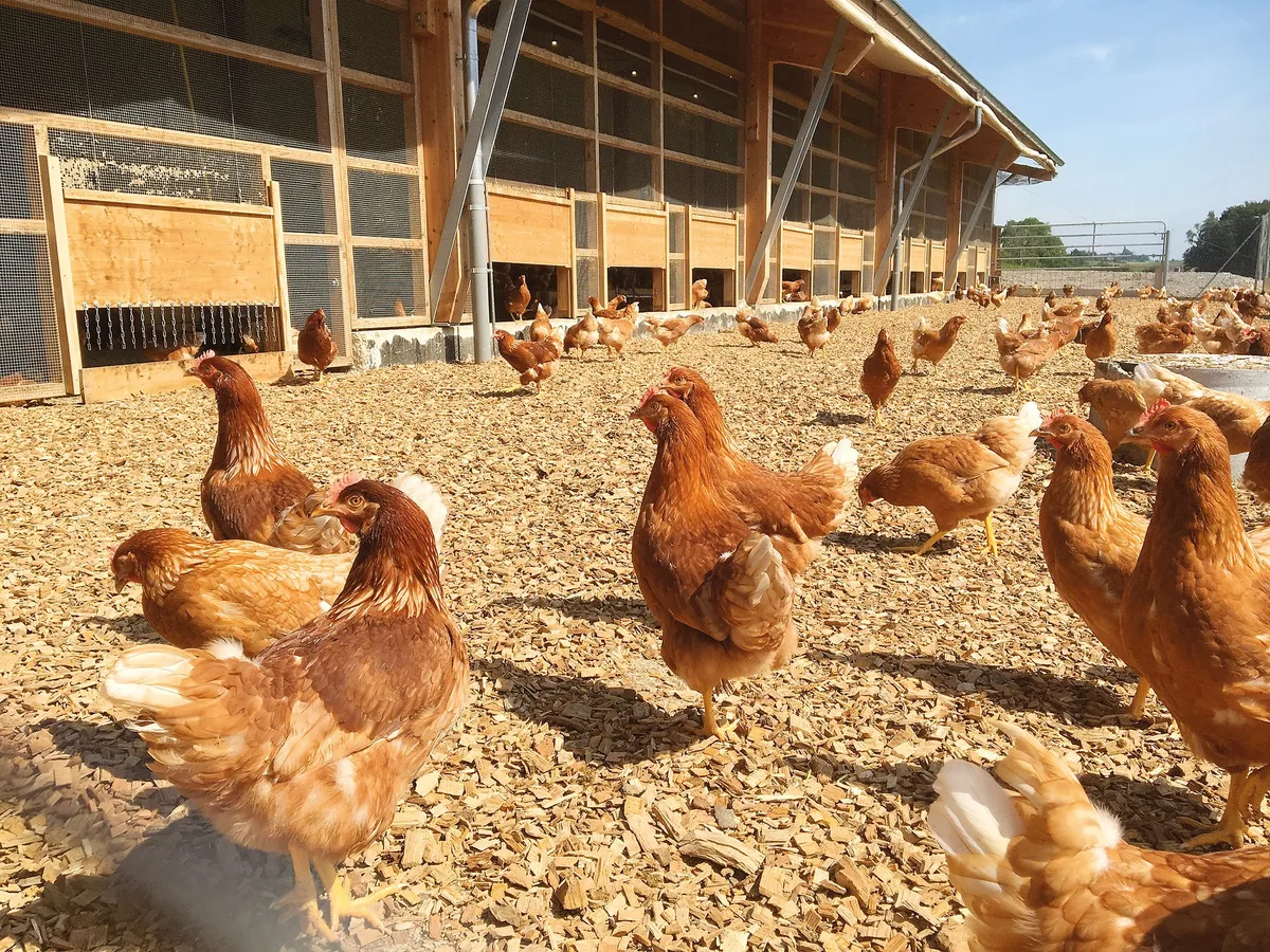 e4adb7e17b13fa5880159dcff4d9ecb02e51d295 Holzschnitzel sind ein beliebtes Einstreumaterial im Schlechtwetterauslauf. Wichtig ist, dass die Hühner gut darin scharren können. Bild: C. Henchoz