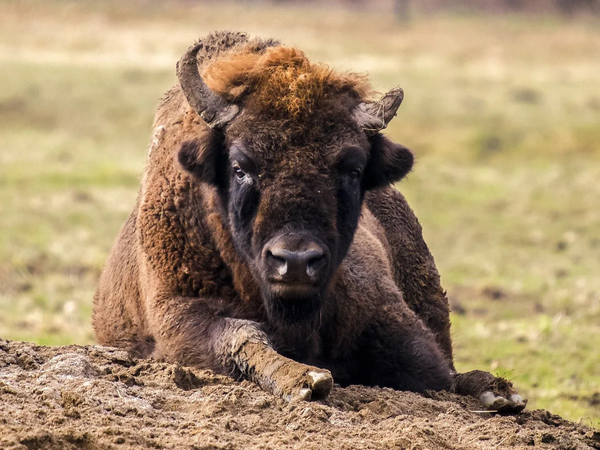 wisent_kathy_bu__scher Das Wisent-Gehege in Solothurn darf gebaut werden