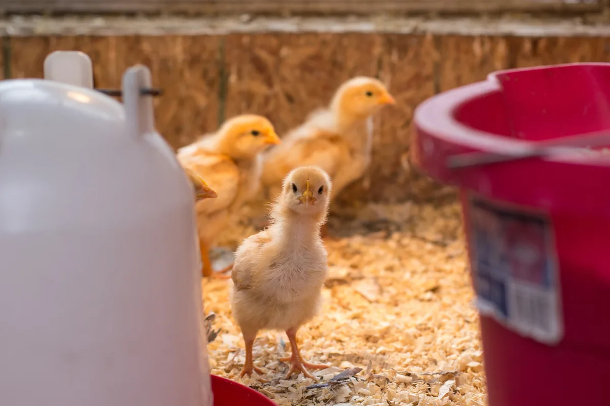 2cb0971e82f1a10a7be4b6fdb3c0e805514d5570 Kranke und/oder verletzte Tiere müssen ihrem Zustand entsprechend behandelt oder fachgerecht getötet werden. Dies ist ein Grundsatz der Tierschutzgesetzgebung. (Symbolbild Pixabay)