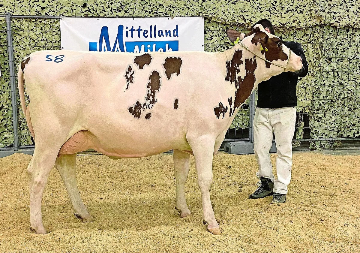 , das letzte Los an der Aargauer Auktion in der Arena Brunegg, erreichte mit 10 800 Franken den Höchstpreis.