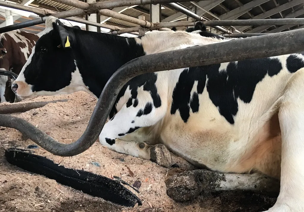 cabe3b2386d454e5e06b4824cb3fb3651d9879af Auf dem Tiefboxen-Kissen liegen die Kühe etwas erhöht. Bild: Kraiburg