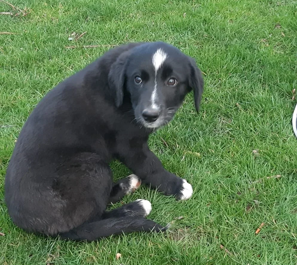 99a4fa43f4828ac2109a07a4bc9efc748cb9ecc5 Die Wahl des jungen Hundes sollte in Zusammenhang mit der Aufgabe stehen, die der Hund einmal hat. (Bild aw)
