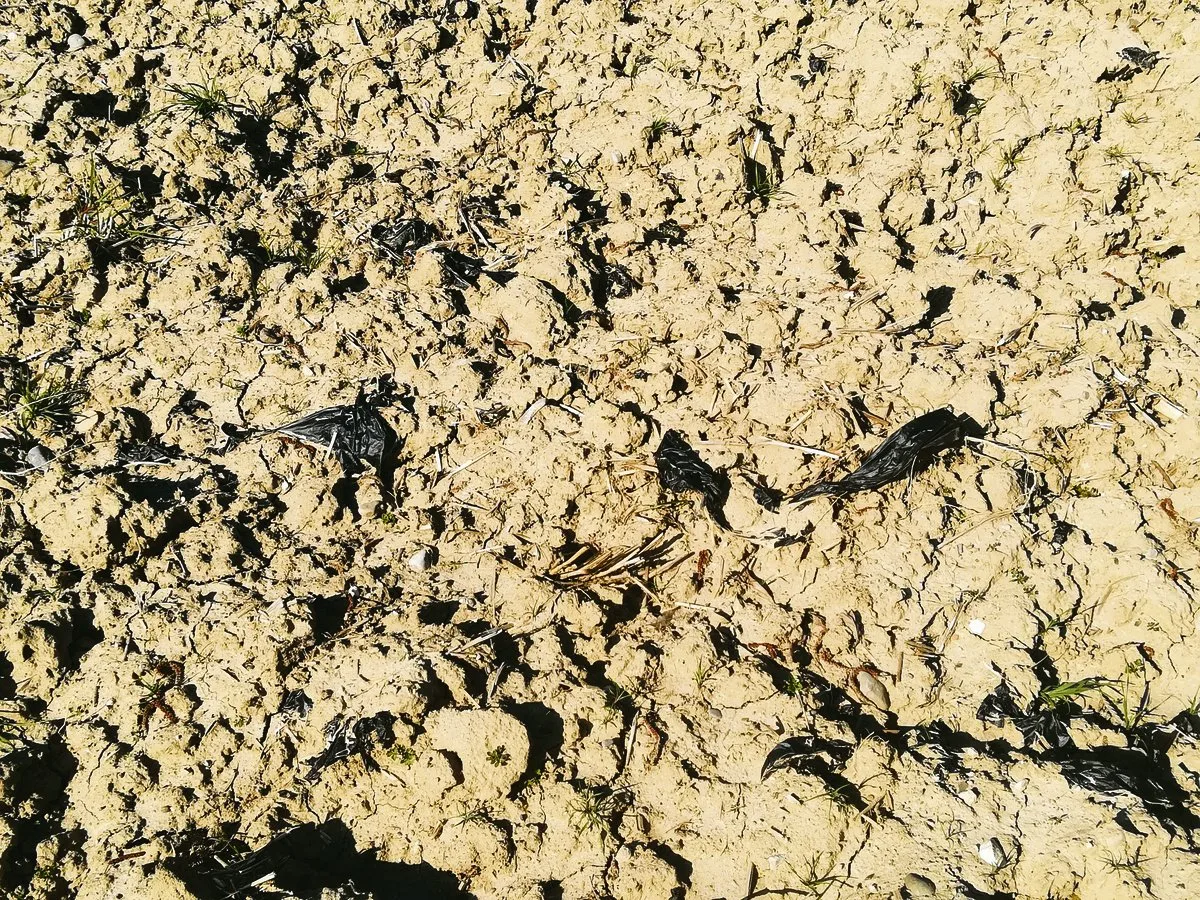 6b29fa2bbc23c89aed3226887ac1d31455f5a09e Damit sich die Bio-Mulchfolie im Boden richtig abbauen kann, muss sie direkt nach der Ernte in den Boden eingearbeitet werden. (Bild zVg)