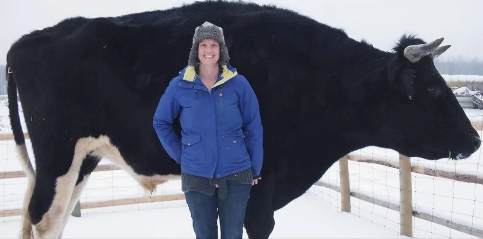 c9c857095cfc024c86f6e2f242ccb76a18756d3c Gigant: Stier Dozer. (Bild Kismet Creek Farm/Facebook)