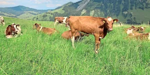 Auf Alpen sind Apenninschwingel verbreitet. Ihre Hybridformen sind üppiger als beide Elternarten (Raigras und Wiesenschwingel).