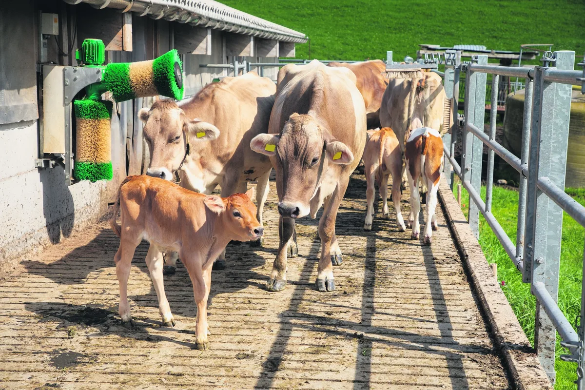 BZ-BET4-07-Agrarforschung-lmc Die Liegezeit des Milchviehs ist nicht abhängig vom Kälberkontakt