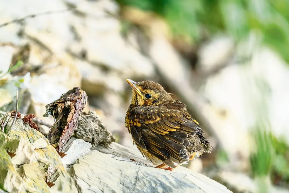 4651300ea6aeabe73c14ad0ded0bd3fb747857115d2cf82d2c9ddb2968ec9921 Diese Singdrossel ist ein Jungvogel, der sein Nest bereits verlassen hat. Zwar hat er seine Schwanzfedern eingebüsst, zu früh aus dem Nest gehüpft ist er aber nicht.