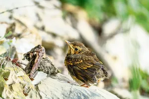 Diese Singdrossel ist ein Jungvogel, der sein Nest bereits verlassen hat. Zwar hat er seine Schwanzfedern eingebüsst, zu früh aus dem Nest gehüpft ist er aber nicht.