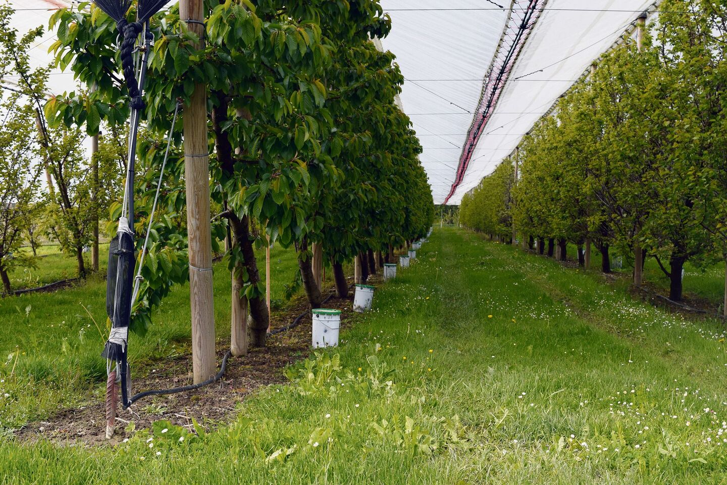 Die Ostschweizer Obstproduzenten wappnen sich mit Frostkerzen. Die Kälte anfangs Woche gab schon einen Vorgeschmack.