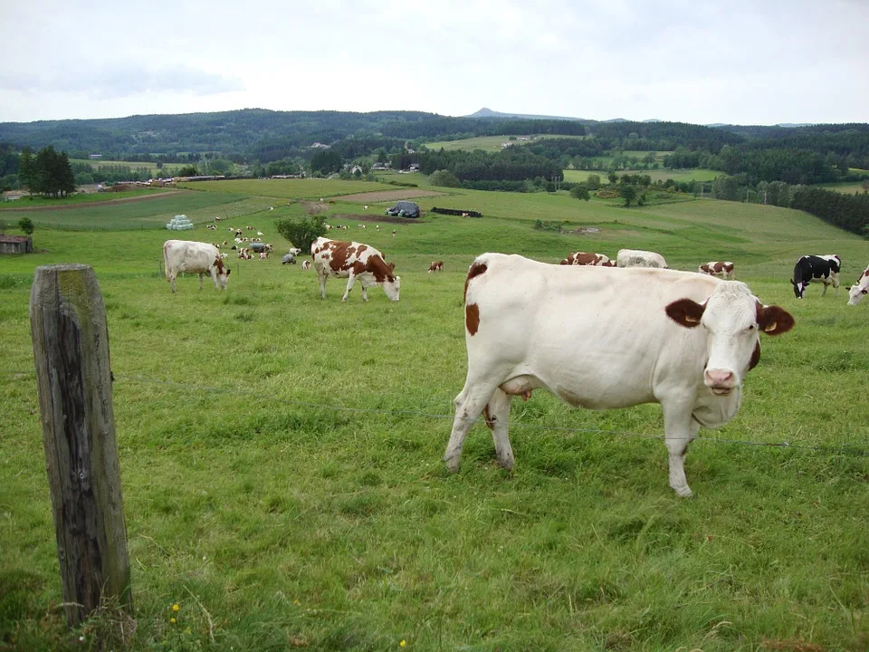 53c575e67ffcb08872b36ecae4d2320a29c3455d 128'390 Biomilchkühe gibt es etwa in Frankreich. (Symbolbild Pixabay)