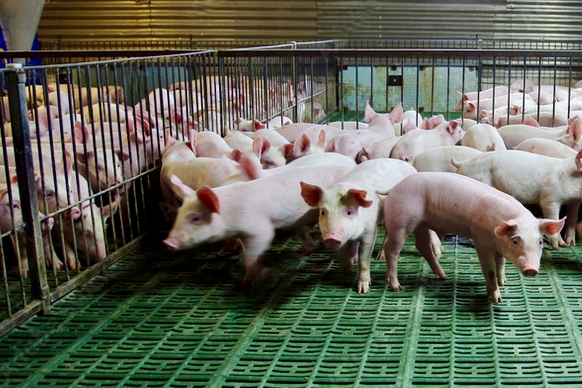 Schweinestall, Symbolbild.
