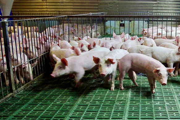 Schweinestall, Symbolbild.