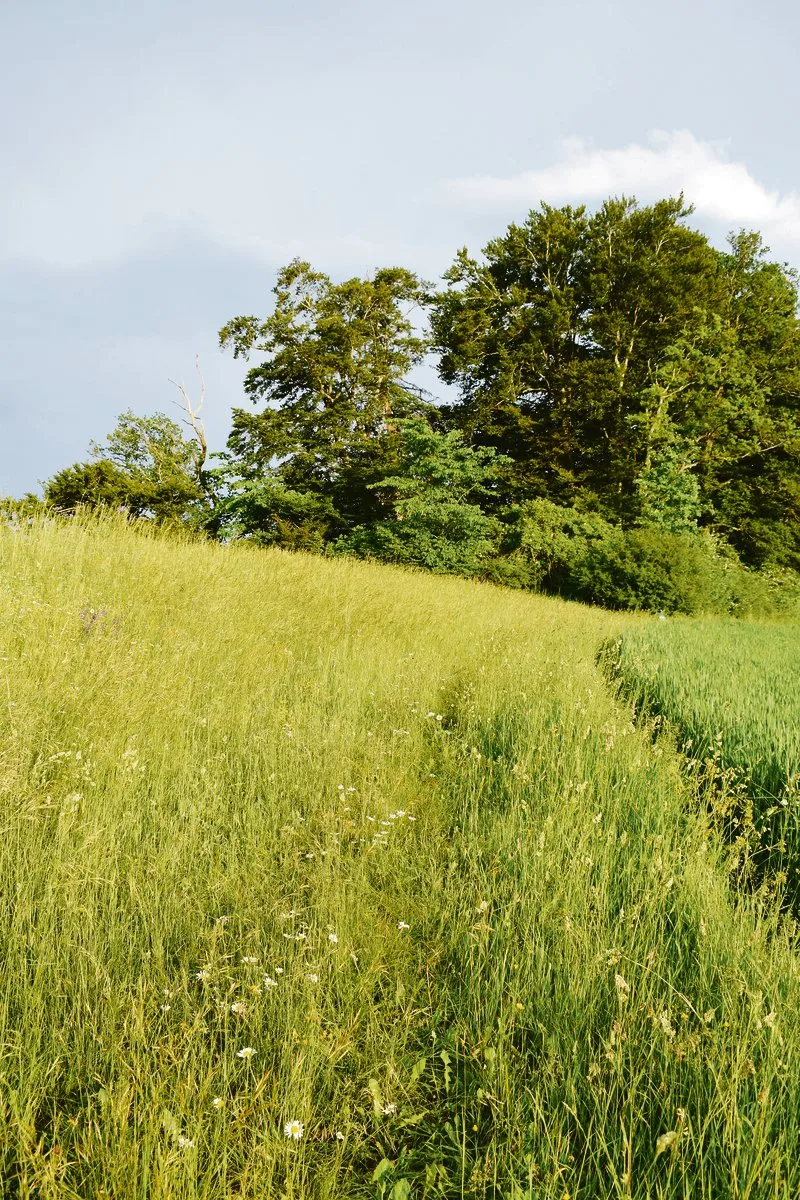 a2b704bfe28ba74738885d1c6740812db8f8553e Zu jeder Hecke gehört ein Krautsaum: Hier auf dem Belpberg prägen hohe Eichenhecken das Landschaftsbild. (Bild dj)