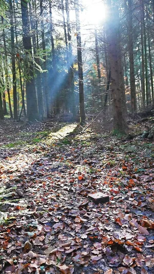 Die Ziele der Besitzer(innen) erreichen und gleichzeitig den Wald fit machen: Ideen dazu soll ein Wettbewerb bringen.