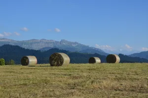 Heu wird überall gesucht: Eine Futterbörse im Kanton Solothurn soll Abhilfe schaffen.