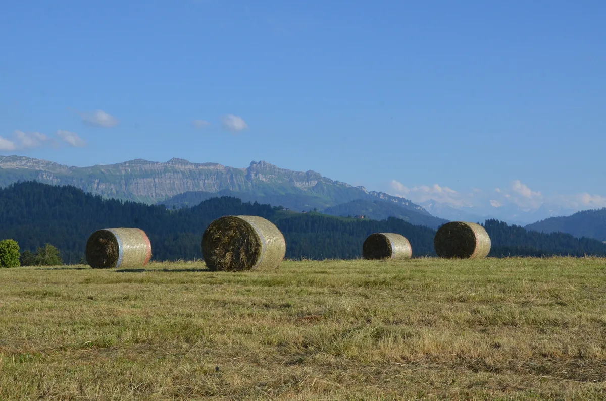 Heu wird überall gesucht: Eine Futterbörse im Kanton Solothurn soll Abhilfe schaffen.