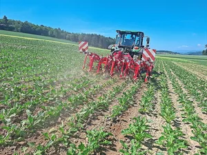 Das Arbeitsergebnis der Hackwerkzeuge ist am Hang so präzise wie im Flachen. Das ist möglich, weil bei einer Abdrift des Traktors das Gerät parallel zur Pflanzenreihe ausgerichtet wird.