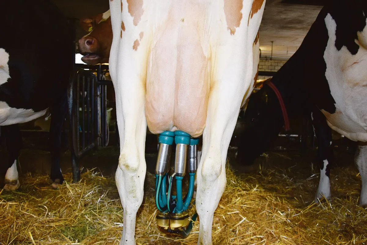 bd1ca9e83fcdcb430d25ff1470958ace732716e0 Eine gute Melkbarkeit spart nicht nur Zeit, sondern stört auch den Melkablauf nicht.(Bild Peter Fankhauser)