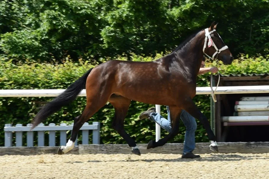 3ce905cabf3b28d8234deade6f0de7769e88fd56 Magicienne von Nicolas Froideaux aus Le Bémont war die Tagessiegerin. (Bild Tamara Uebelmann)