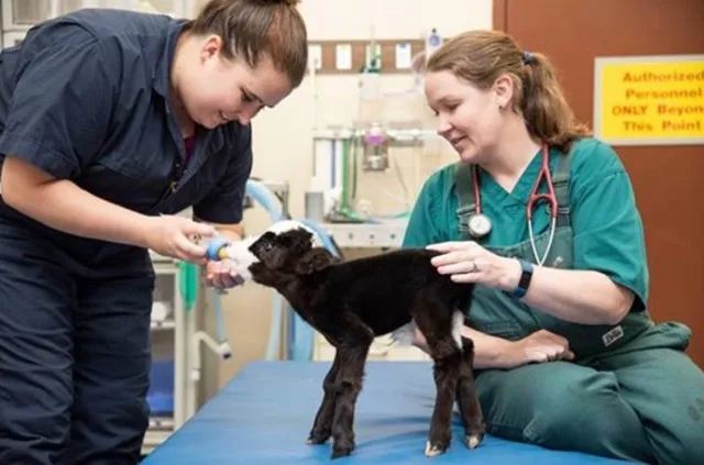 5c8318a5d16f5123ef12f0e60cc58a1bc6c1ac67 Sorgte für Erstaunen bei den Tierärzten: Das Mini-Kalb «Lil'Bill'». (Bild ©Screenshot Mississippi State University College of Veterinary Medicine/Facebook)