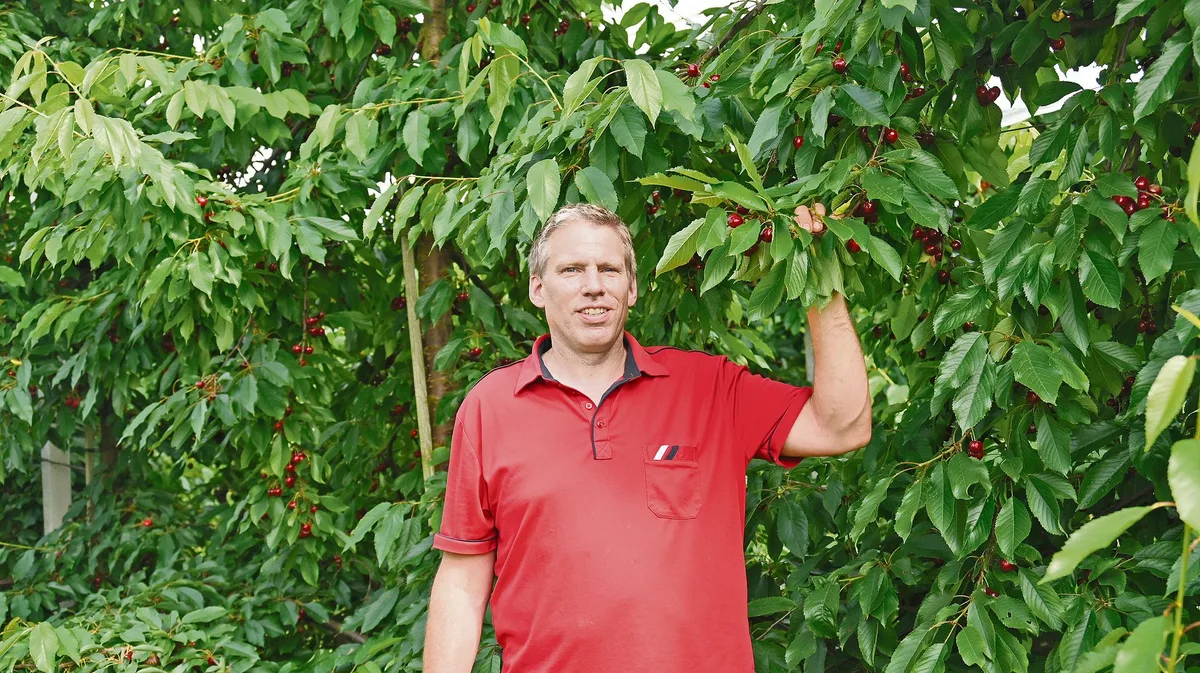 4d0c1e84c698e36d138cc834ccea73d6d769dd0c Daniel Stüdi inmitten seiner Kirschen, deren Ernte begonnen hat. Unter anderem sieben Sorten Kirschen wachsen in der Intensivobstanlage. (Bild Andrea Wyss)