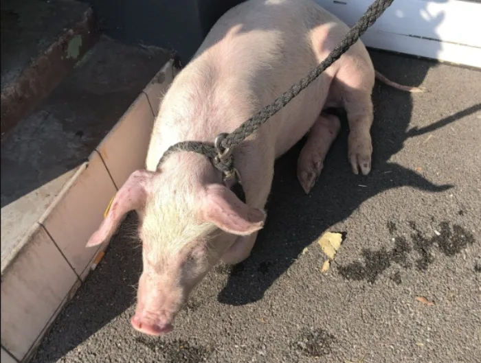 49f49b90fc1f240475525f13853ea064d67aa1f0 Warum das Schwein aus dem Tiertransporter fiel ist noch nicht geklärt. (Bild Kantonspolizei Schaffhausen)