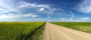 Importierte pflanzliche Produkte (hier ein Rapsfeld in Saskatchewan, Kanada) sollen dieselben Anforderungen erfüllen, wie die einheimischen.