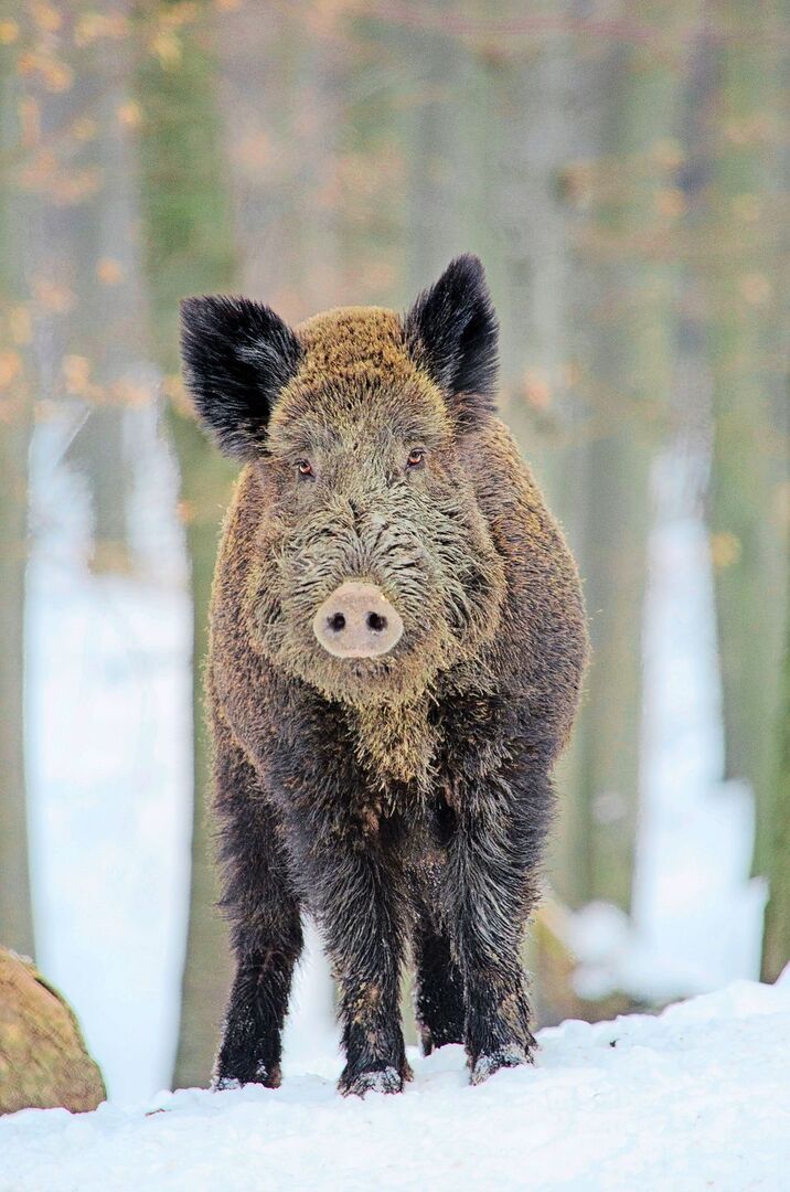 Nachtjagdverbot erschwert Wildschweinregulierung – Jagdverbände fordern Ausnahmen