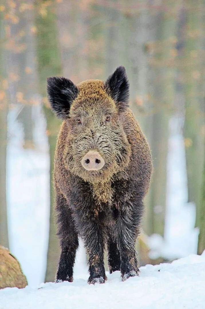 904ad1c57ca52b6f05ac9347e2028b718db0fbda7f05e65a1a28085089cb2cd7 Nachtjagdverbot erschwert Wildschweinregulierung – Jagdverbände fordern Ausnahmen