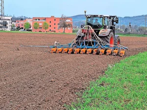 Die Zuckerrübensaat ist in vollem Gange. Dort, wo früh gesät wurde, steht die Schneckenfrass-Kontrolle an.