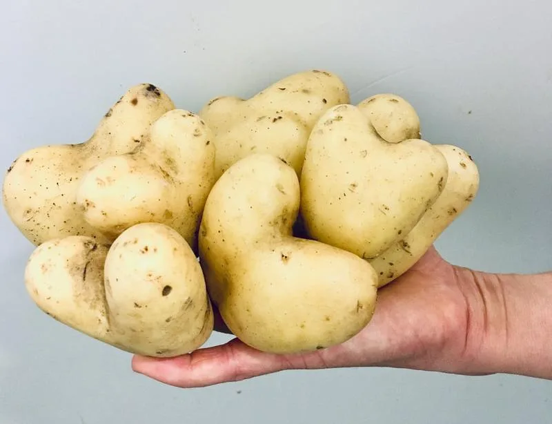 Krummes Gemüse, aber keine krummen Geschäfte