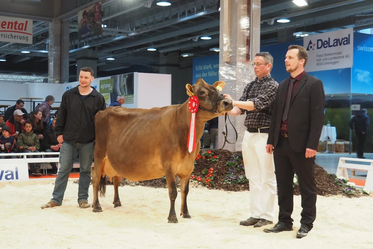 45b239d1daebd830fa790dc79dfc27e1ed5b0da8 Champion bei den Jersey-Kühen: Schintbühl JE Hovborg Bipi im Besitz von Andreas Barrett aus Ebikon LU. (Bilder chw)